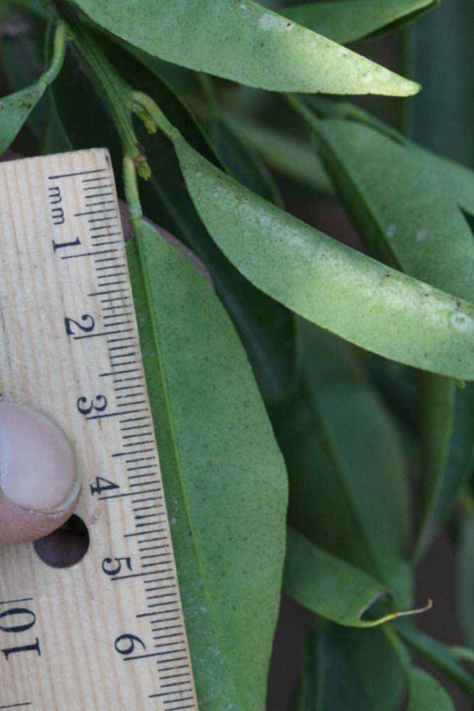              Unifoliolate leaf (Riverside, CA)       